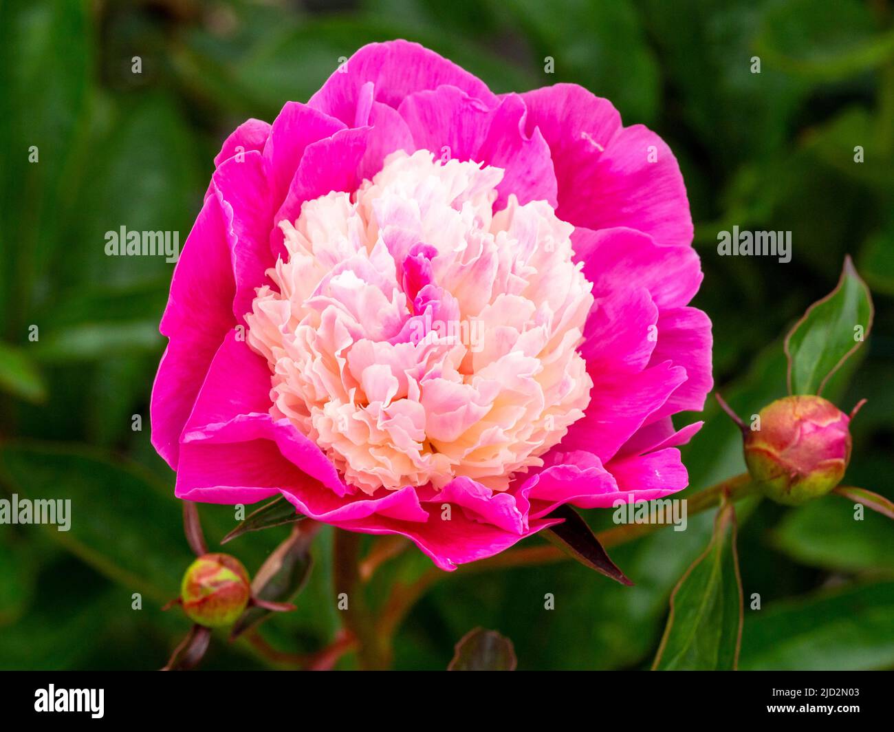 Paeonia santa fe hi-res stock photography and images - Alamy