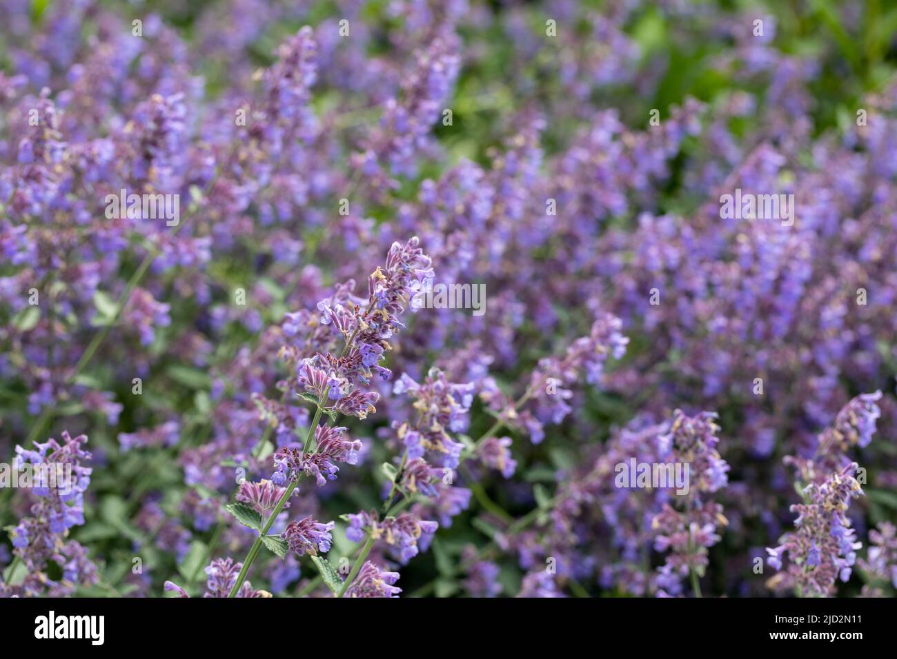 Nepeta grandiflora, Caucasus catmint flowers in an English garden in early summer Stock Photo