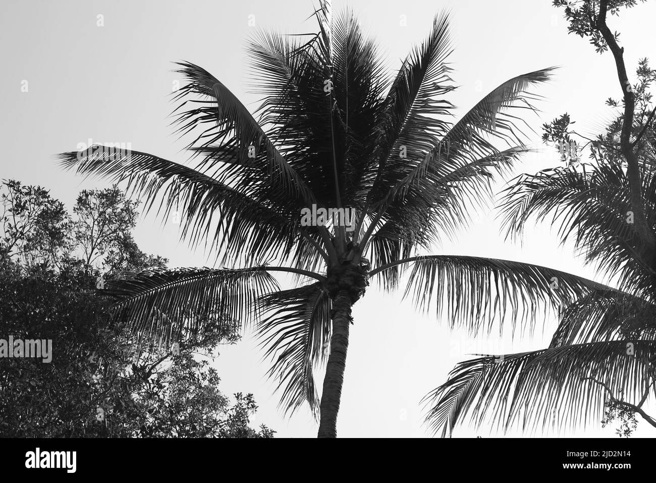 Beautiful tropical palm trees growing in the meadow in black and white
