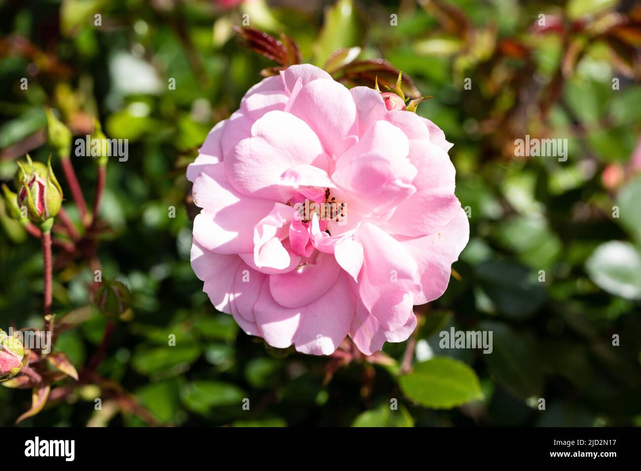 Rosa bonica, pink roses in an English garden in early summer Stock Photo