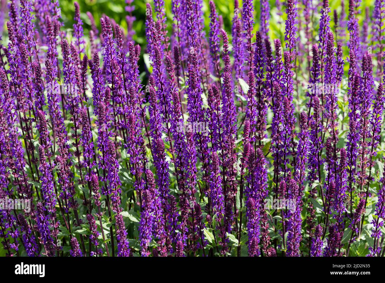 Salvia nemorosa 'Caradonna' spiked purple/violet-blue, nectar/pollen rich flowers in an English garden in summer Stock Photo