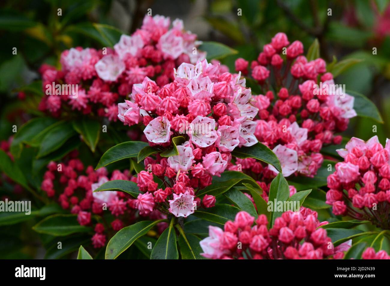 Kalmia latifolia Olympic Fire Mountain laurel Olympic Fire large clusters of pink cup shaped crimped flowers opening from red buds Stock Photo