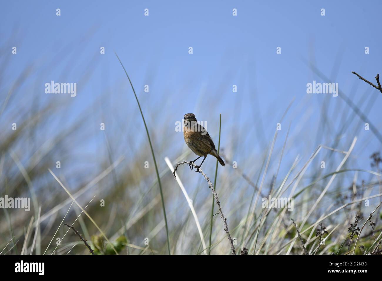 Female Eurasian Stonechat (Saxicola torquata) Perched on a Bramble Twig, Facing Camera, Against a Sunny Blue Sky Background on the Isle of Man, UK Stock Photo