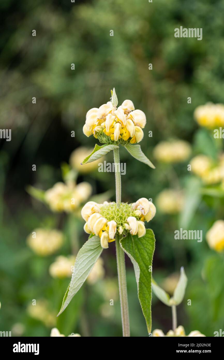 Phlomis russeliana, turkish sage Stock Photo