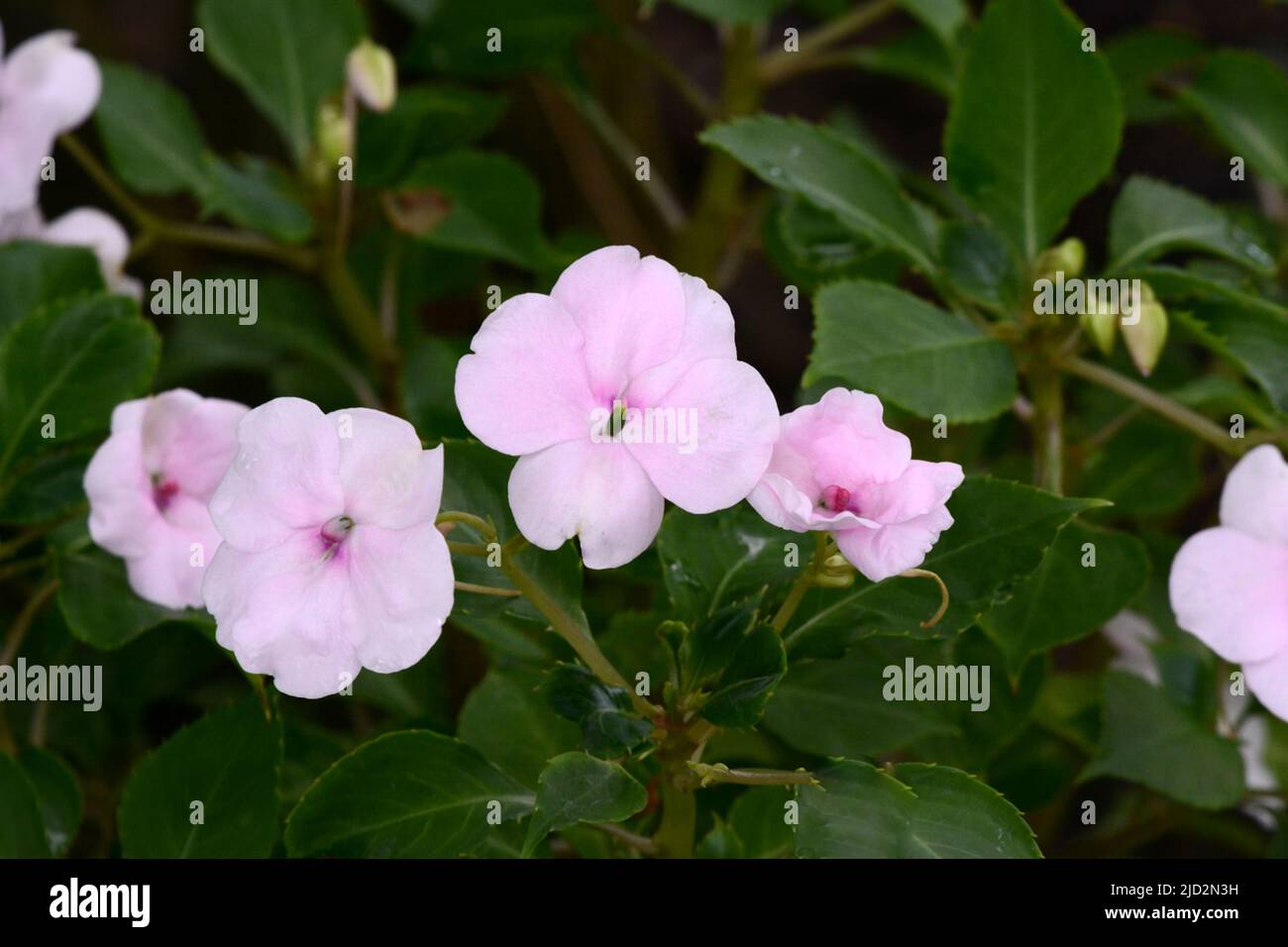 Pale pink flowers of Impatiens Ray of Hope Balsaminaceae Stock Photo