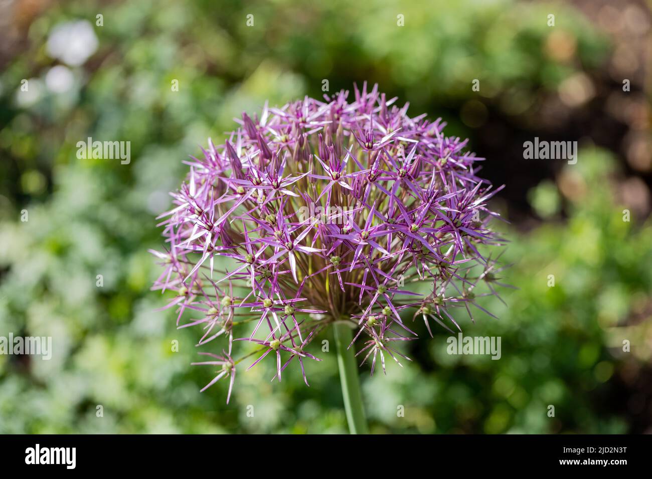 Allium Christophii flower, Star of Persia Stock Photo