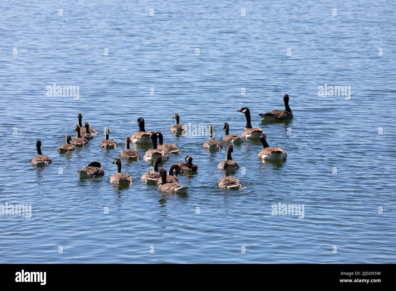 Group of Canada geese, Branta canadensis, swimming on a lake in Dorset, England in early summer Stock Photo