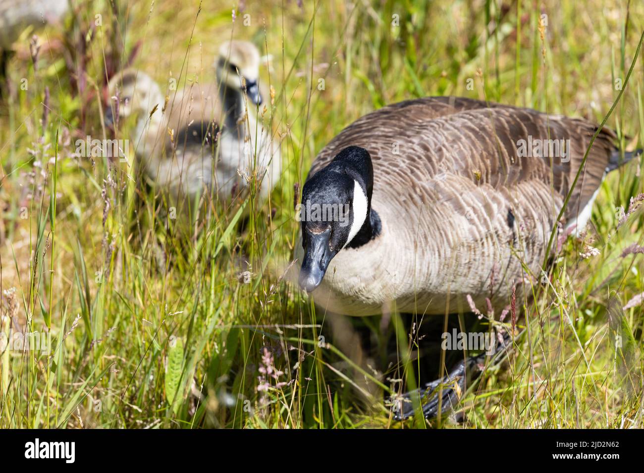 Adult Canada goose, Branta canadensis, with two chicks behind in the grass, Dorset, England Stock Photo