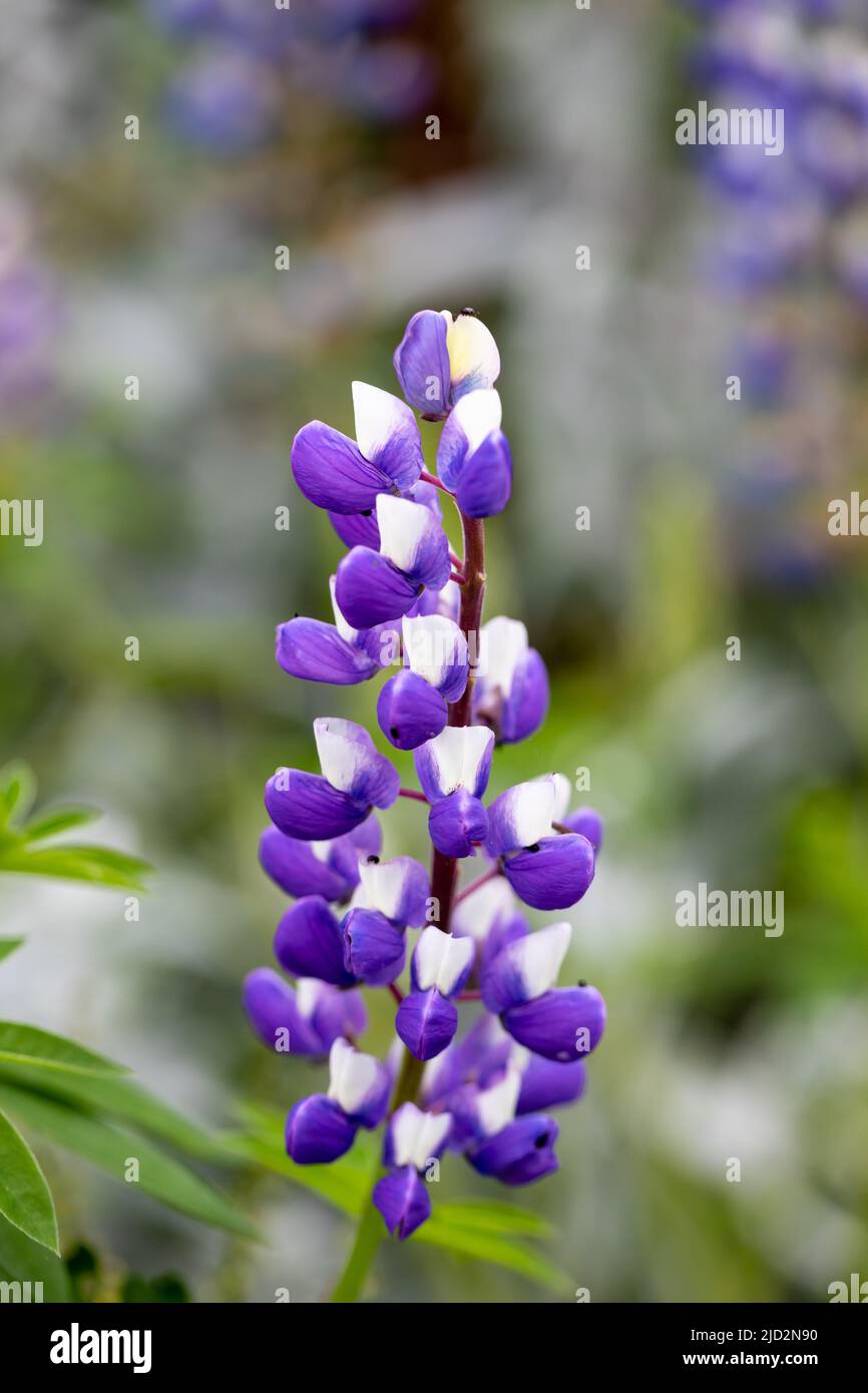 Purple and white Lupine flowers Stock Photo