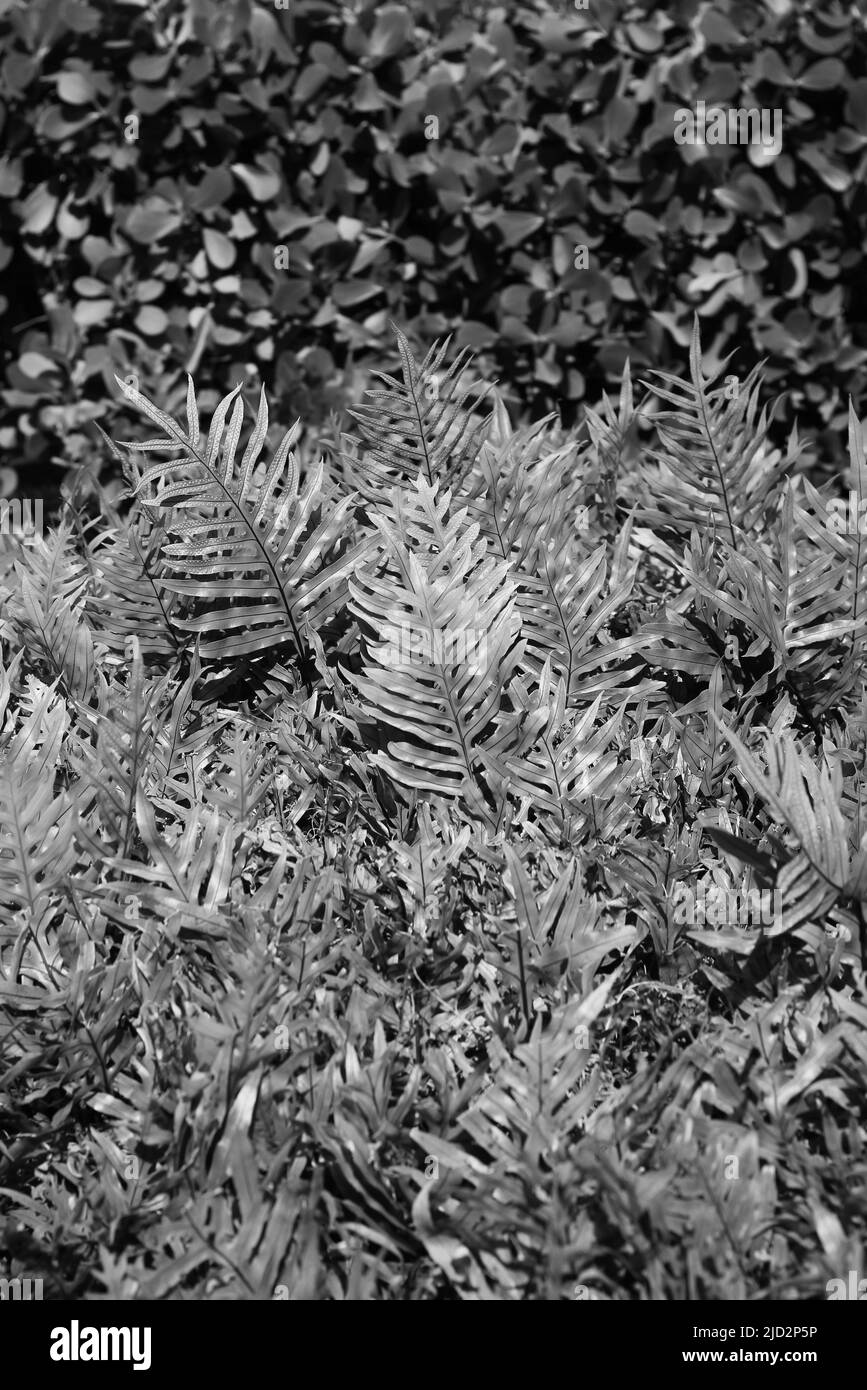 Lush tropical plants growing in the meadow in black and white Stock ...