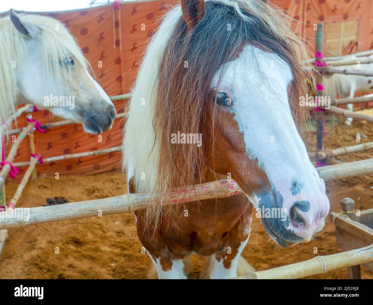 Gypsy horse also known as Traditional Gypsy Cob, Irish Cob, Gypsy Horse, Galineers Cob or Gypsy Vanner standing in horse stable Stock Photo