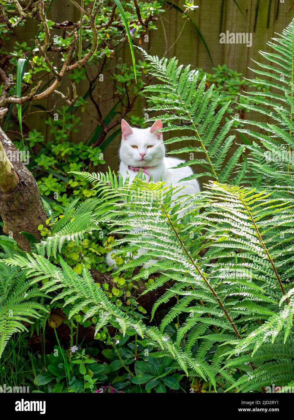 White cat amongst large ferns in a garden Stock Photo