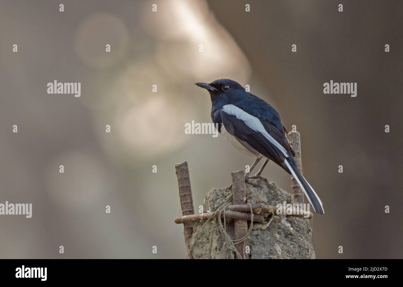 Oriental magpie-robin is a small passerine bird. Stock Photo