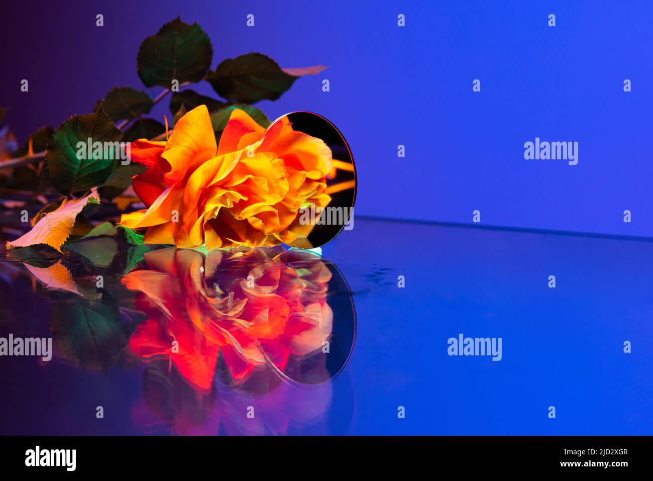 Yellow roses flowers, adorable floral composition lying on table isolated over blue background in neon light. Concept of floristry, decorations Stock Photo