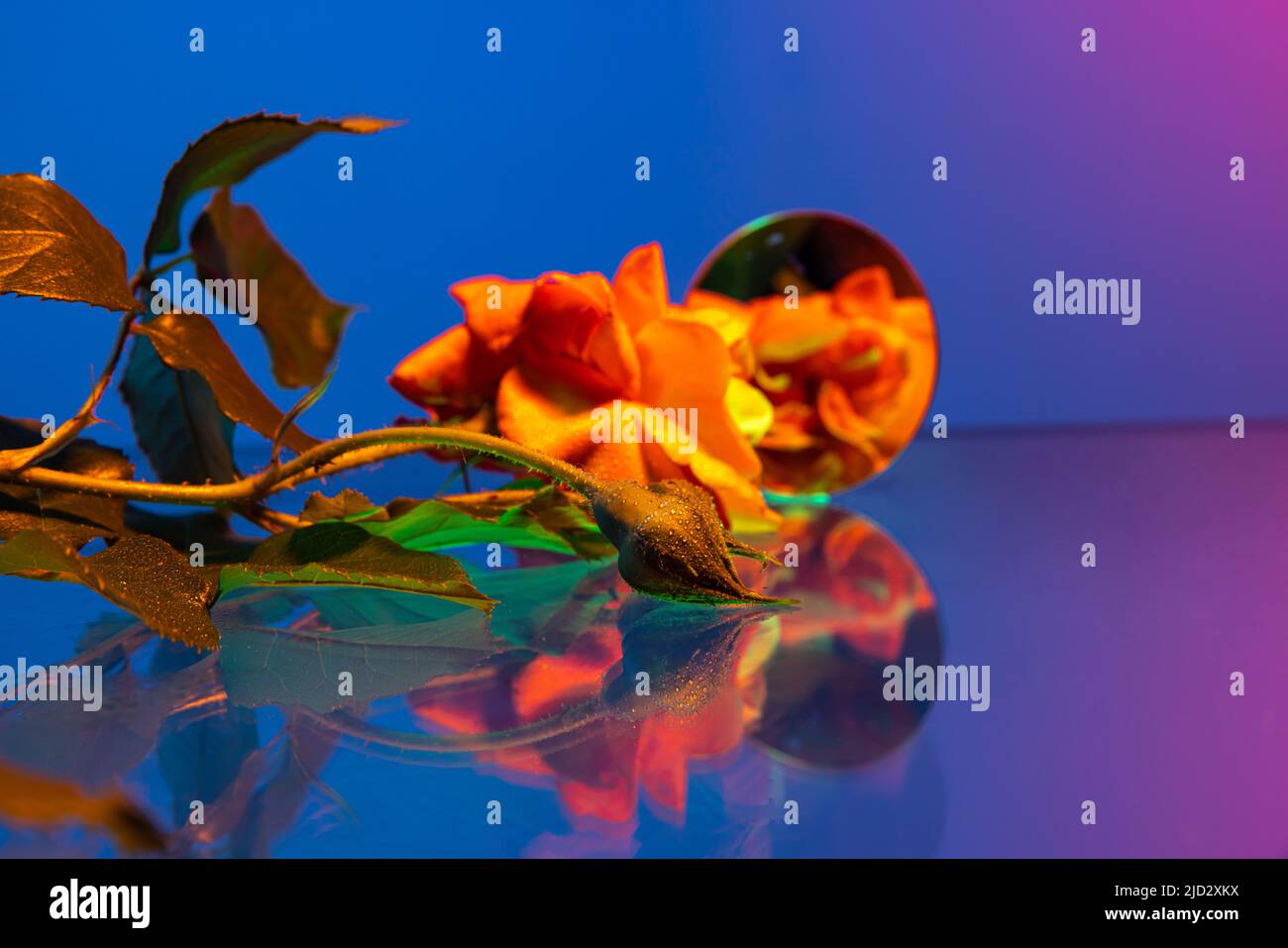 Yellow roses flowers, adorable floral composition lying on table isolated over blue background in neon light. Concept of floristry, decorations Stock Photo