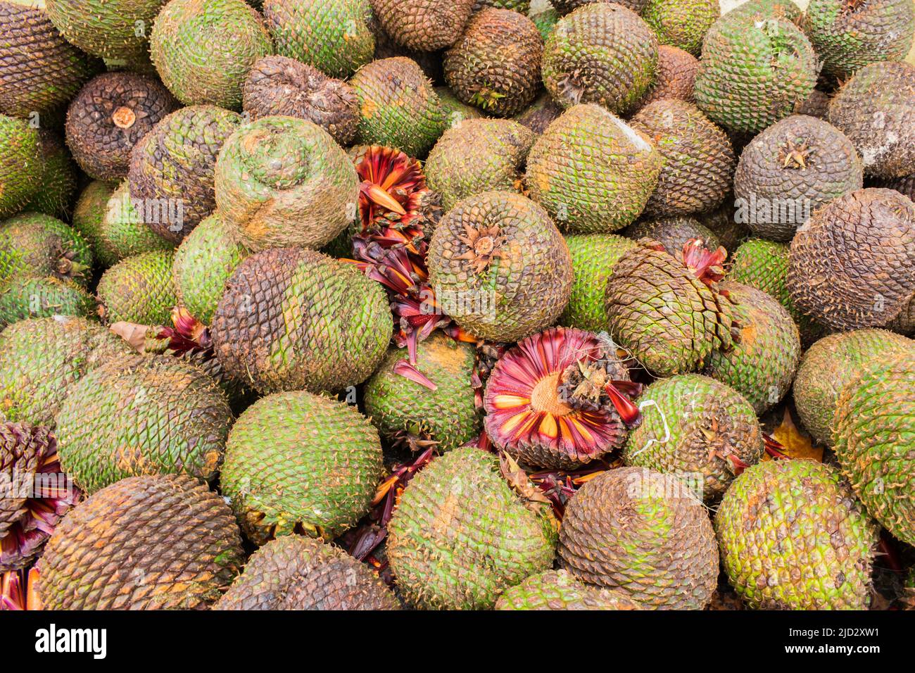 Araucaria pine cones and nuts (pinhao) in Sao Francisco de Paula - typical autumn/winter food in the South of Brazil Stock Photo