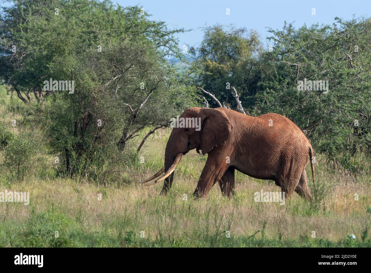 Lualenyi, Tsavo Conservation Area, Kenya. Stock Photo