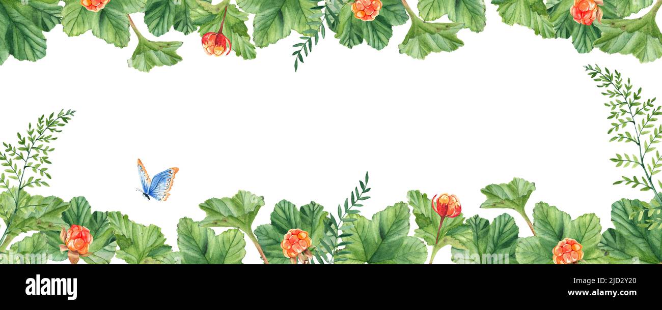 Cloudberries, green twigs and blue butterfy. Watercolor horisontal banner. Card, inviation template. Stock Photo