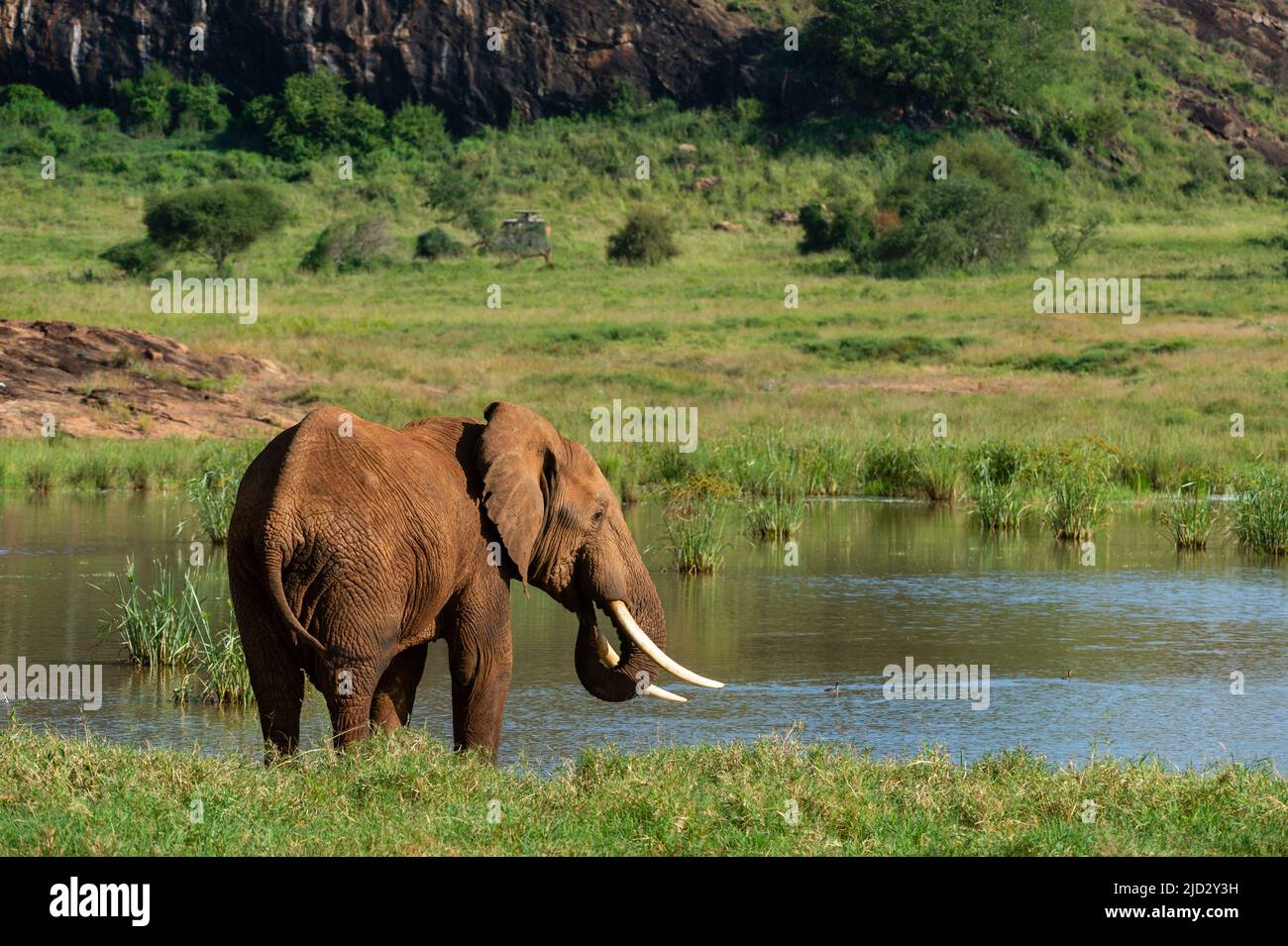 African elephant (Loxodonta africana), Lualenyi, Tsavo Conservation Area, Kenya. Stock Photo