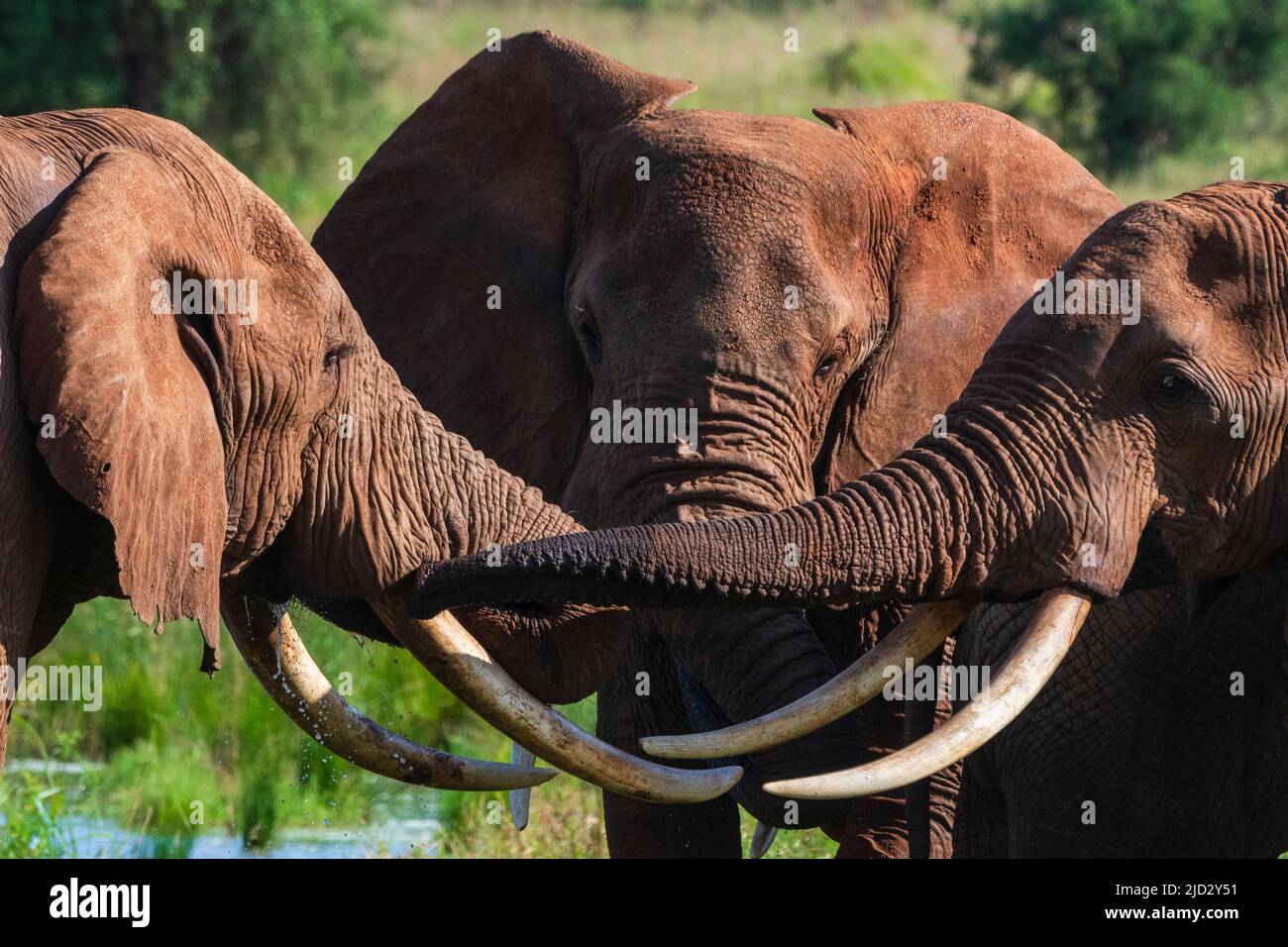 African elephants (Loxodonta africana), Lualenyi, Tsavo Conservation Area, Kenya. Stock Photo