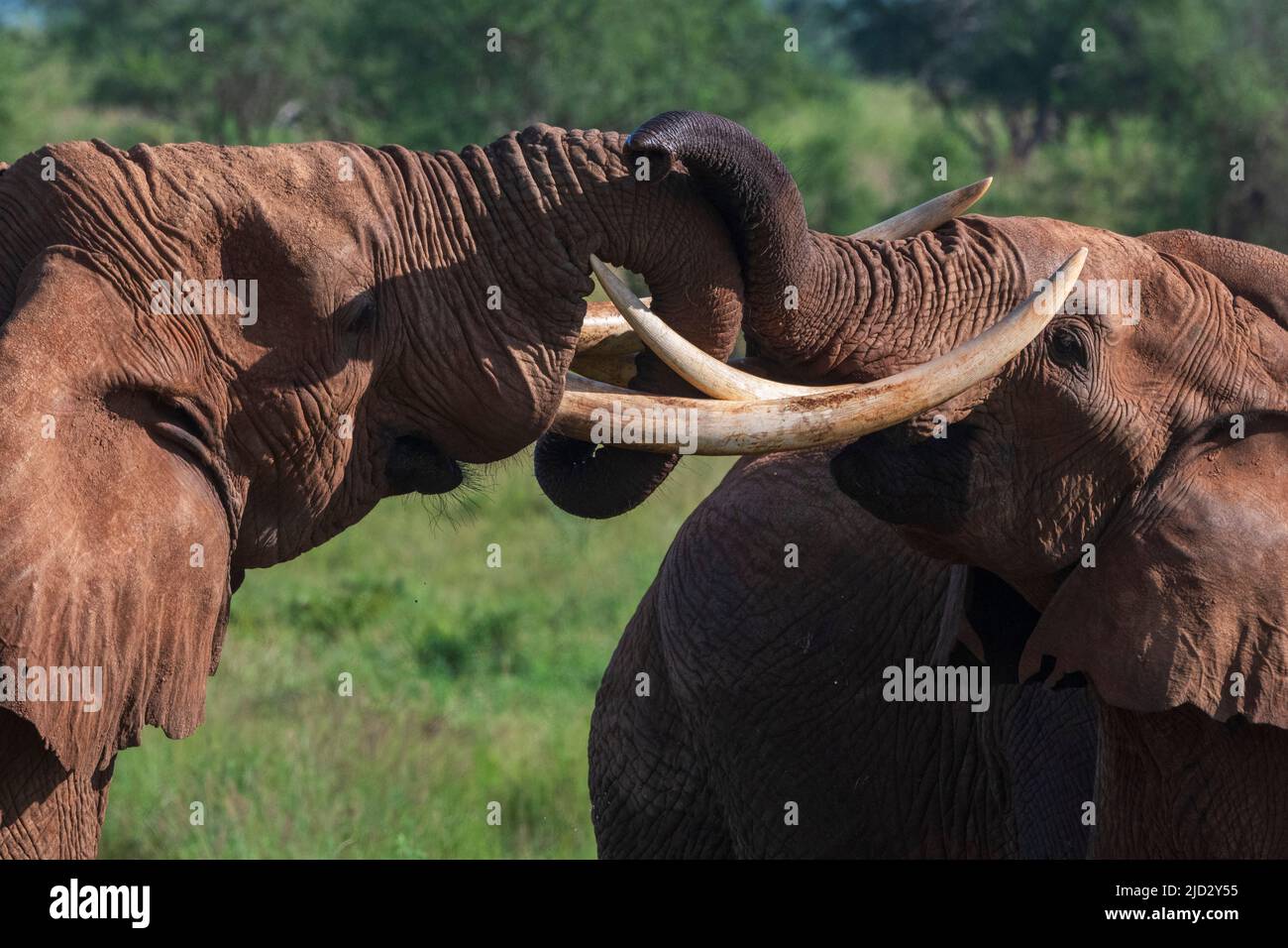 African elephants (Loxodonta africana), Lualenyi, Tsavo Conservation Area, Kenya. Stock Photo