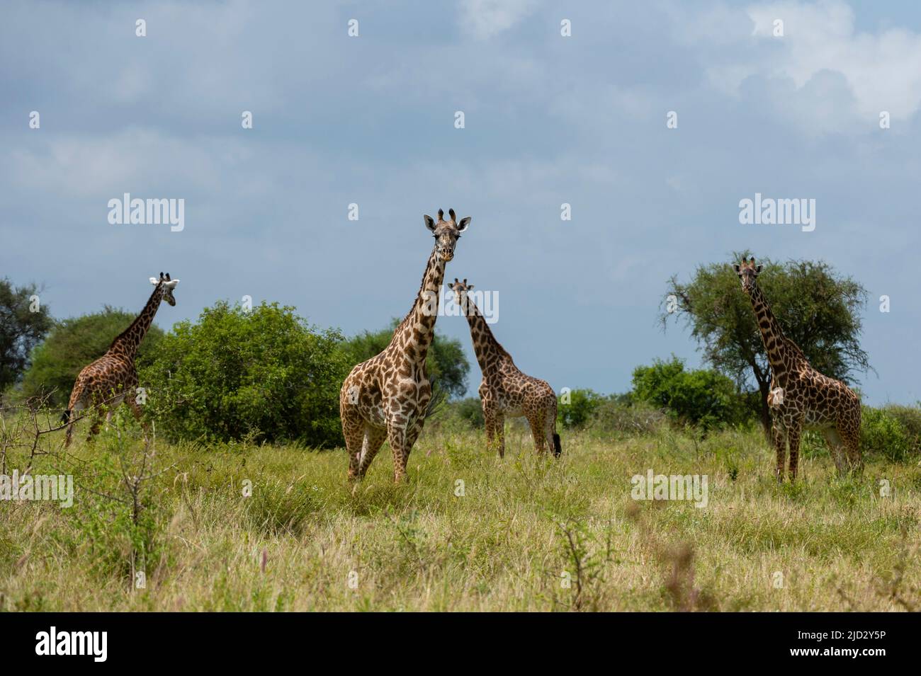 Masai giraffes (Giraffa camelopardalis), Lualenyi, Tsavo Conservation Area, Kenya. Stock Photo