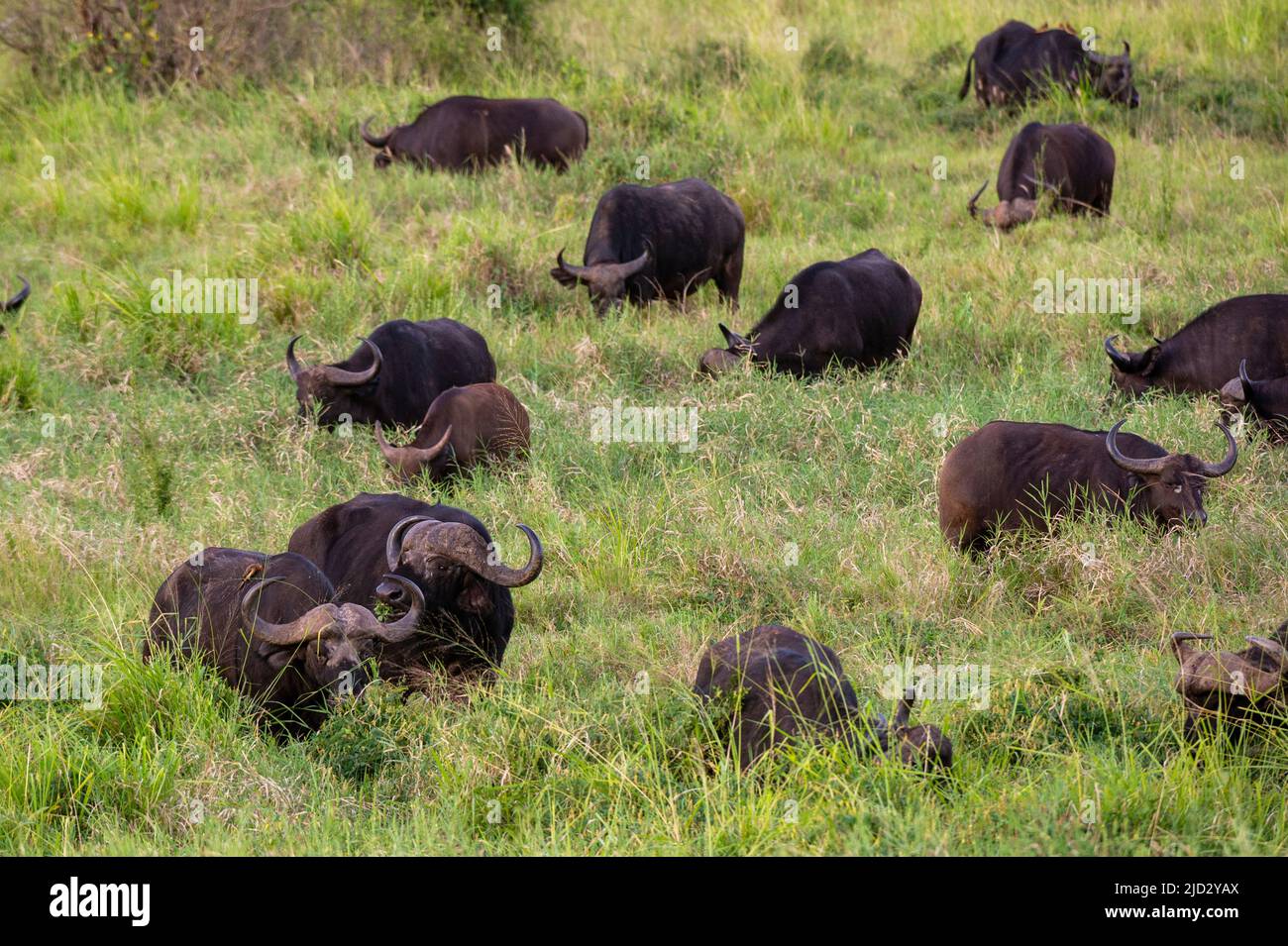 Afican buffalos (Syncerus caffer), Lualenyi, Tsavo Conservation Area, Kenya. Stock Photo