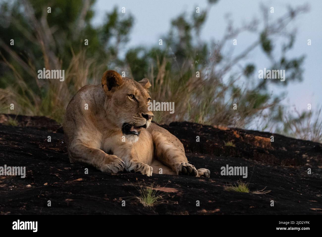 Lioness (Panthera leo) on the Lion Rock, Lualenyi, Tsavo Conservation Area, Kenya. Stock Photo
