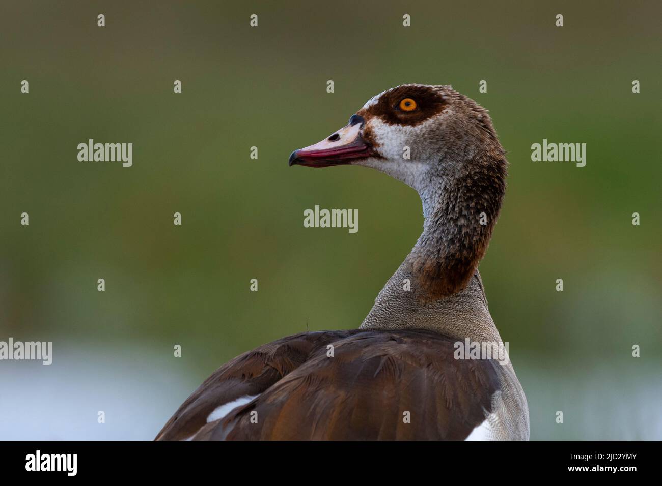 Egyptian Goose (Alopochen aegyptiaca), Lualenyi, Tsavo Conservation Area, Kenya. Stock Photo
