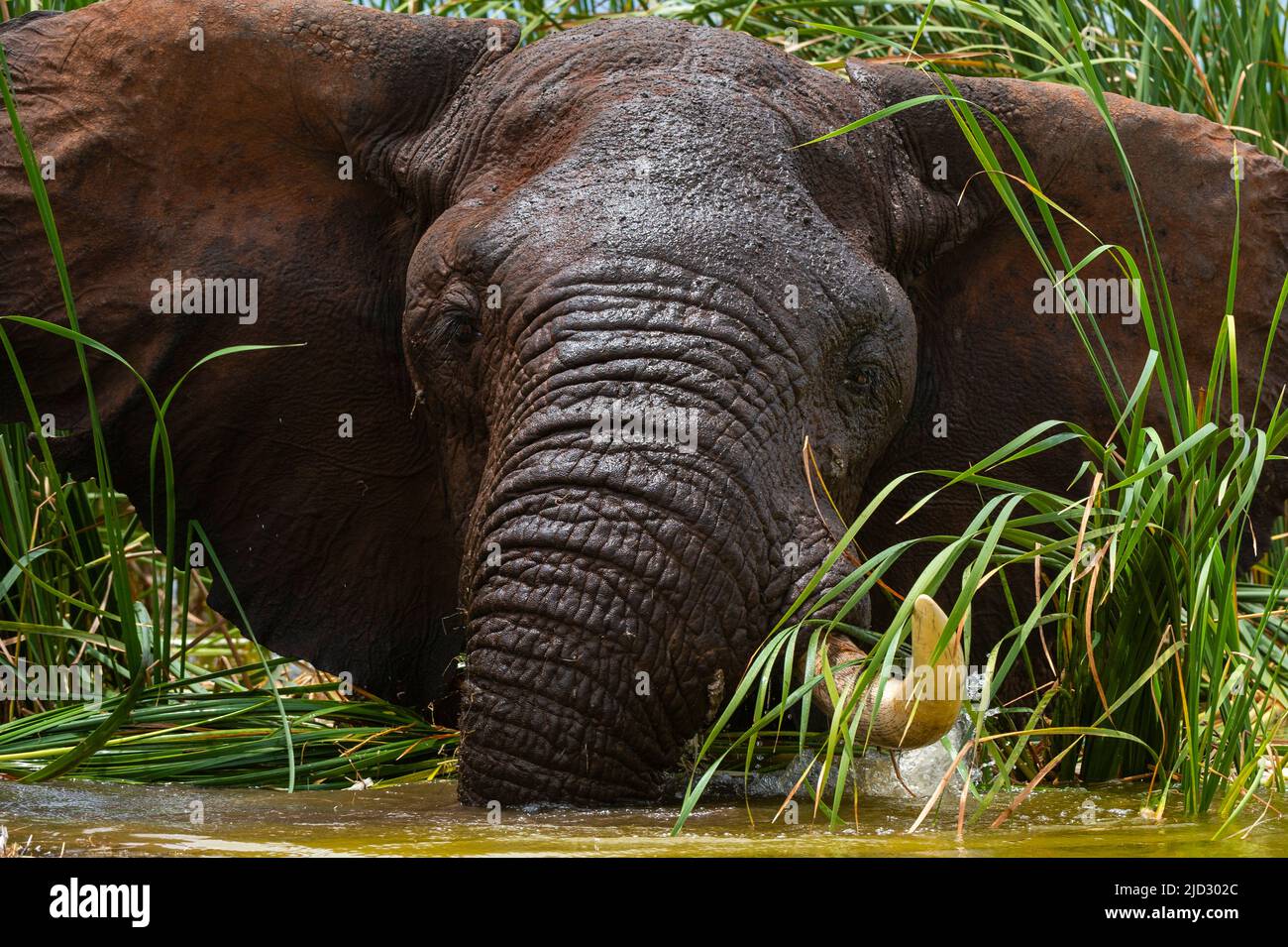 African elephant (Loxodonta africana), Lake Jipe, Tsavo West National Park, Kenya. Stock Photo