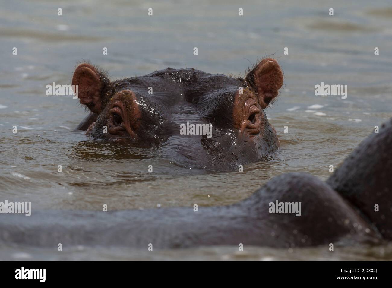 Hippopotamus (Hippopotamus amphibius), Lake Jipe, Tsavo West National Park, Kenya. Stock Photo