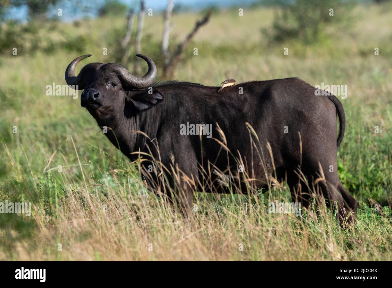 Afican buffalo (Syncerus caffer), Lualenyi, Tsavo Conservation Area, Kenya. Stock Photo