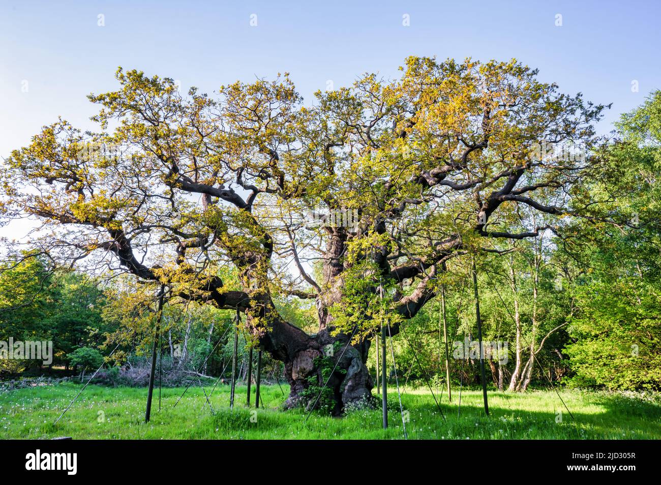 The Major Oak tree in Sherwood Forest, England Stock Photo