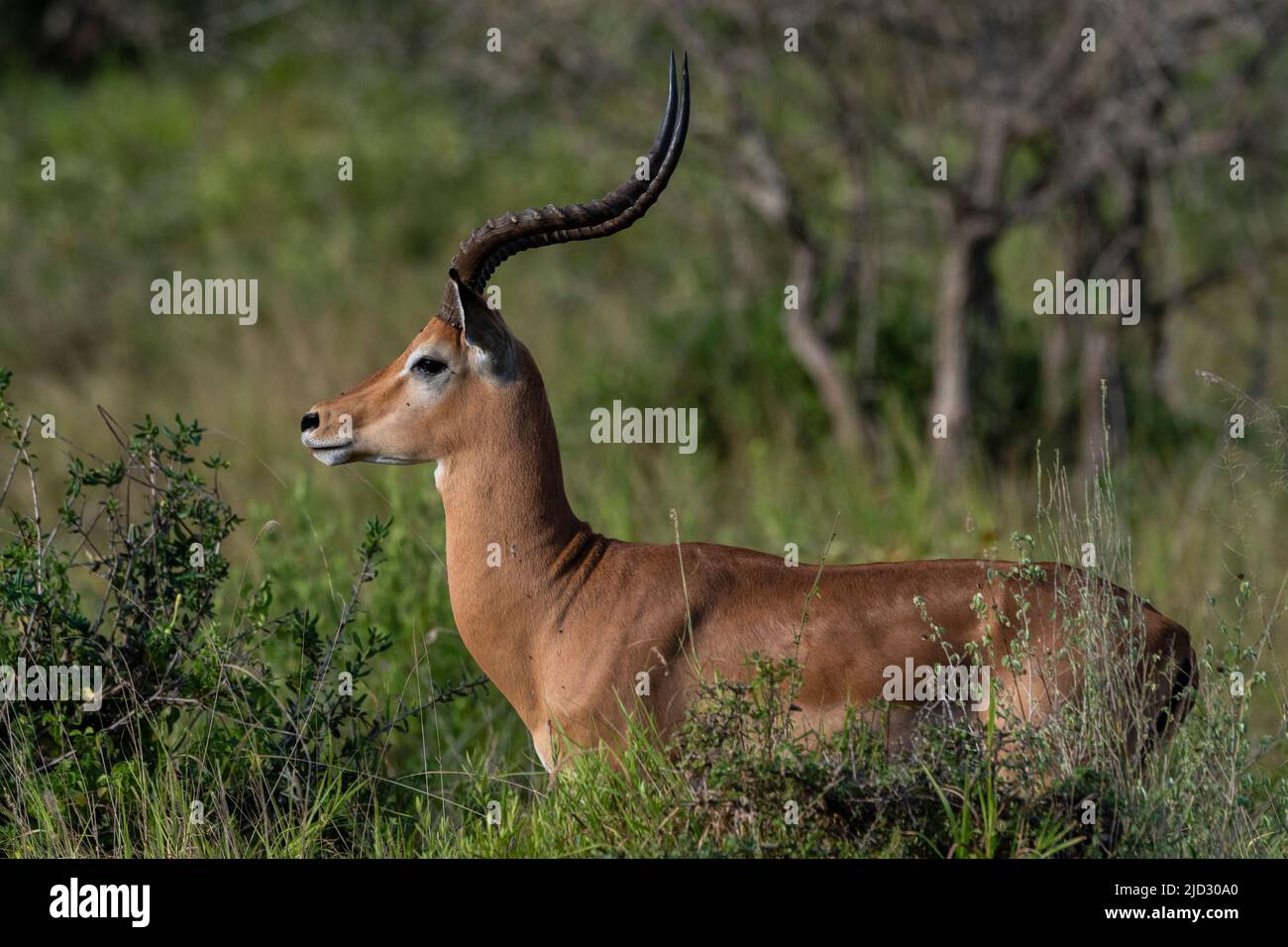 Male impala (Aepyceros melampus), Lualenyi, Tsavo Conservation Area, Kenya. Stock Photo