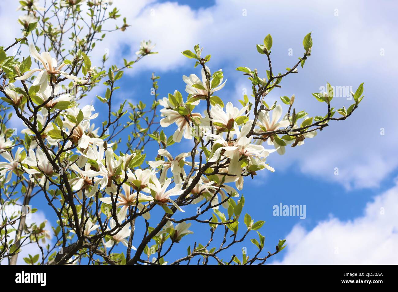 Blooming magnolia tree with beautiful white flowers over blue sky in ...