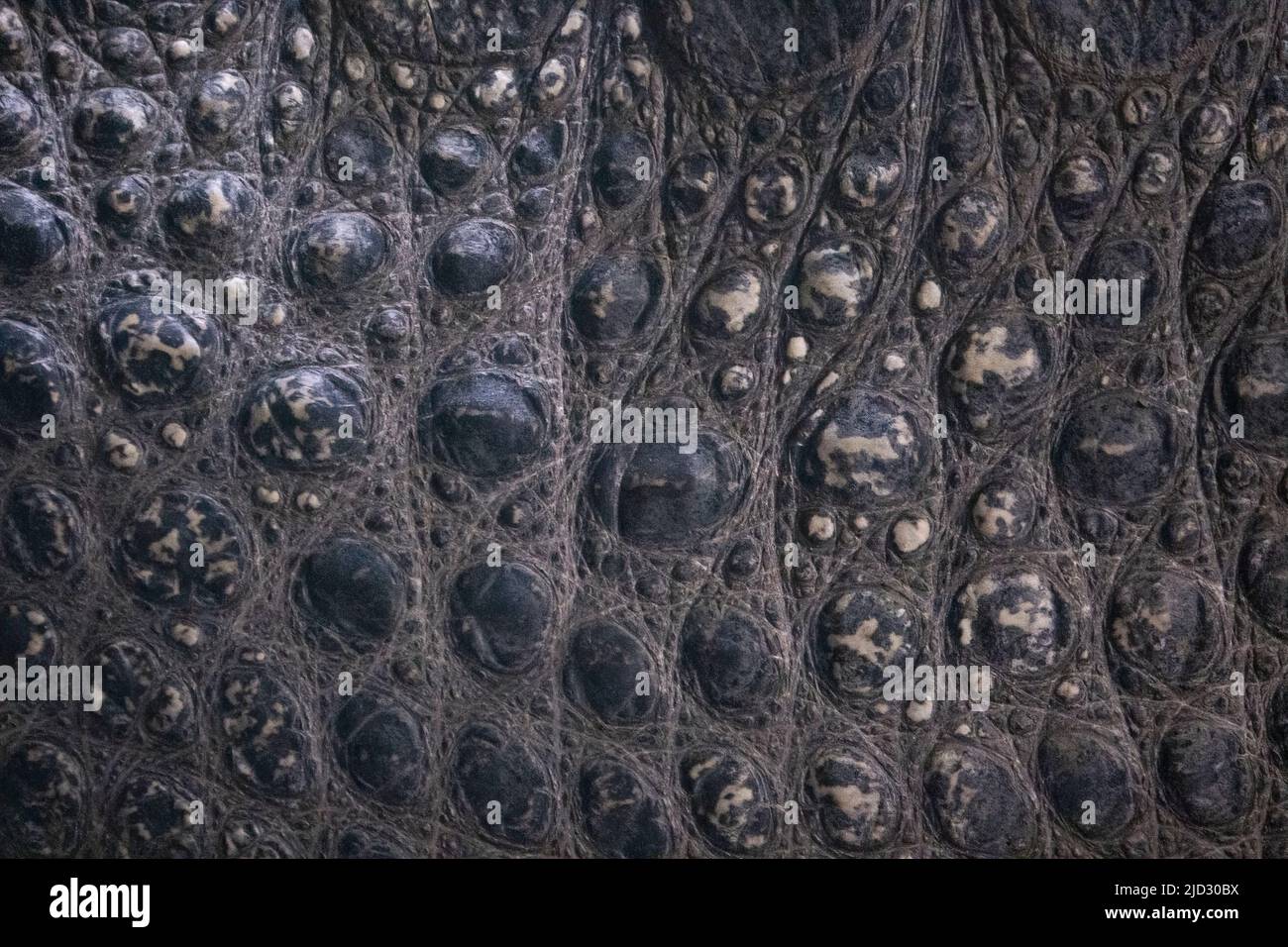 Real crocodile skin texture. Animalistic background Stock Photo