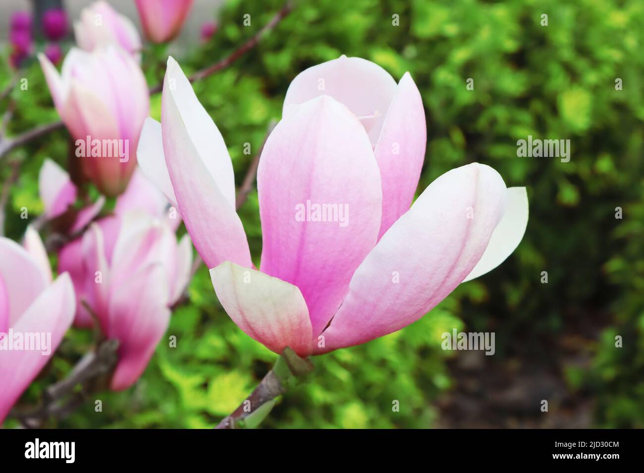 Flowers of magnolia tree over green background in springtime Stock ...