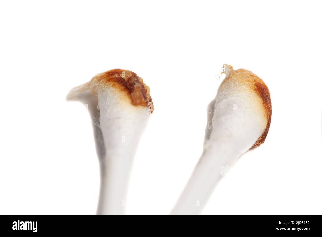 Ear wax on cotton swab isolated on white background Stock Photo Alamy