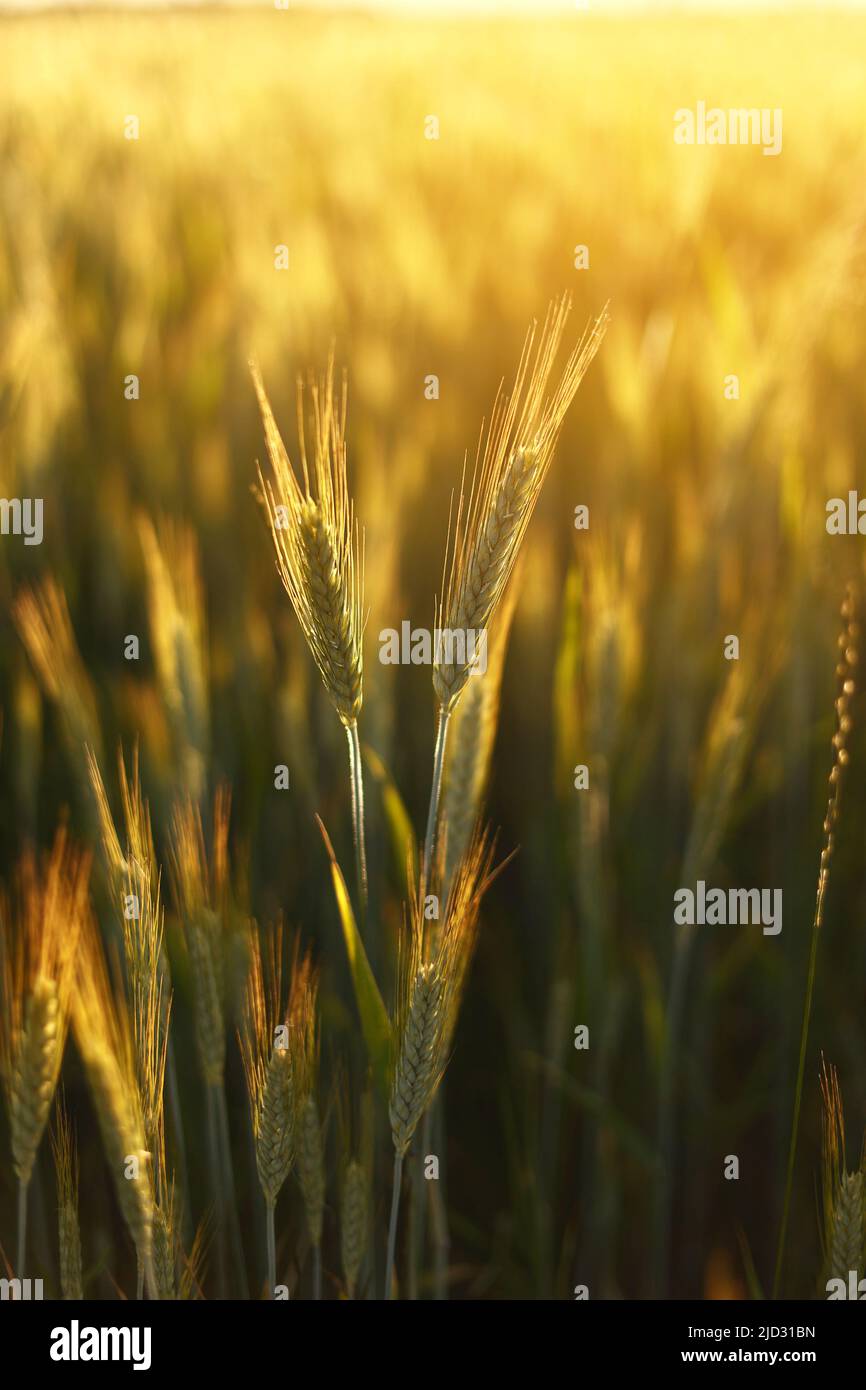 Wheat field. Ears of golden wheat close up. Beautiful Nature Sunset ...