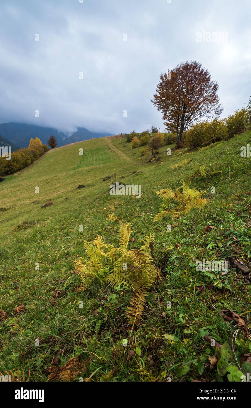 Cloudy and foggy morning autumn meadow scene. Peaceful picturesque traveling, seasonal, nature and countryside beauty concept scene. Carpathian Mounta Stock Photo