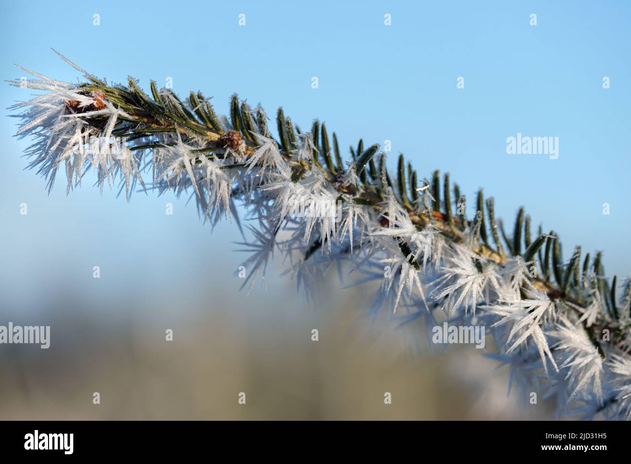 Winter coming. Last days of autumn, morning hoarfrost on fir tree twig. Macro. Stock Photo