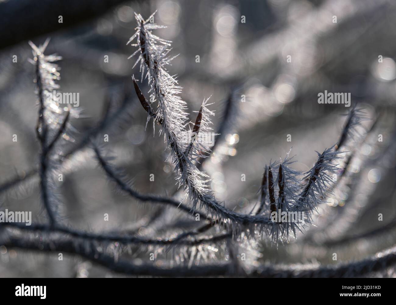 Winter coming. Last days of autumn, morning hoarfrost on tree twig. Macro. Stock Photo