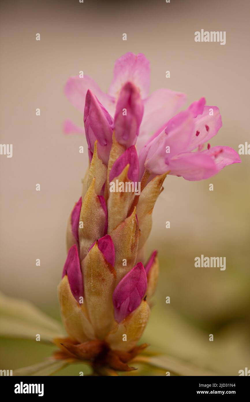 Astragalus vesicarius pink flowers on blurred background. Stock Photo