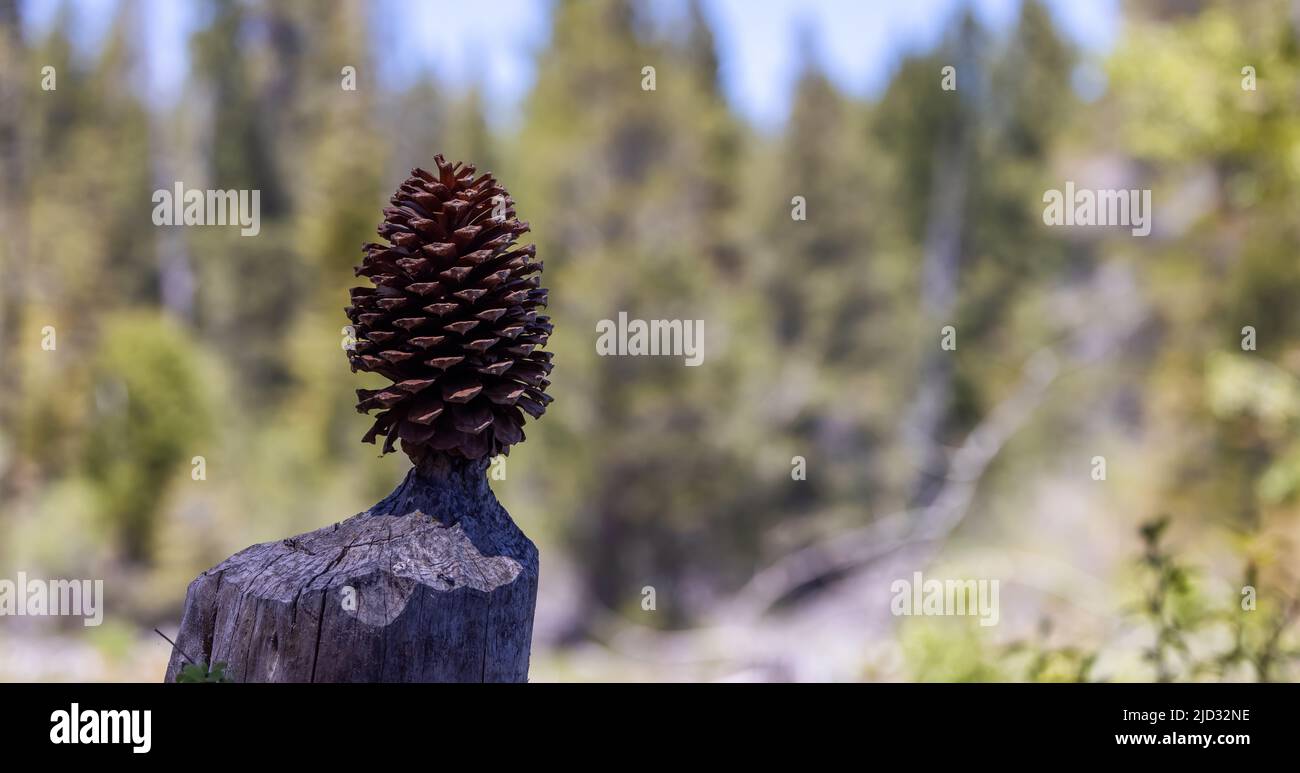 Big pine cone hi-res stock photography and images - Alamy