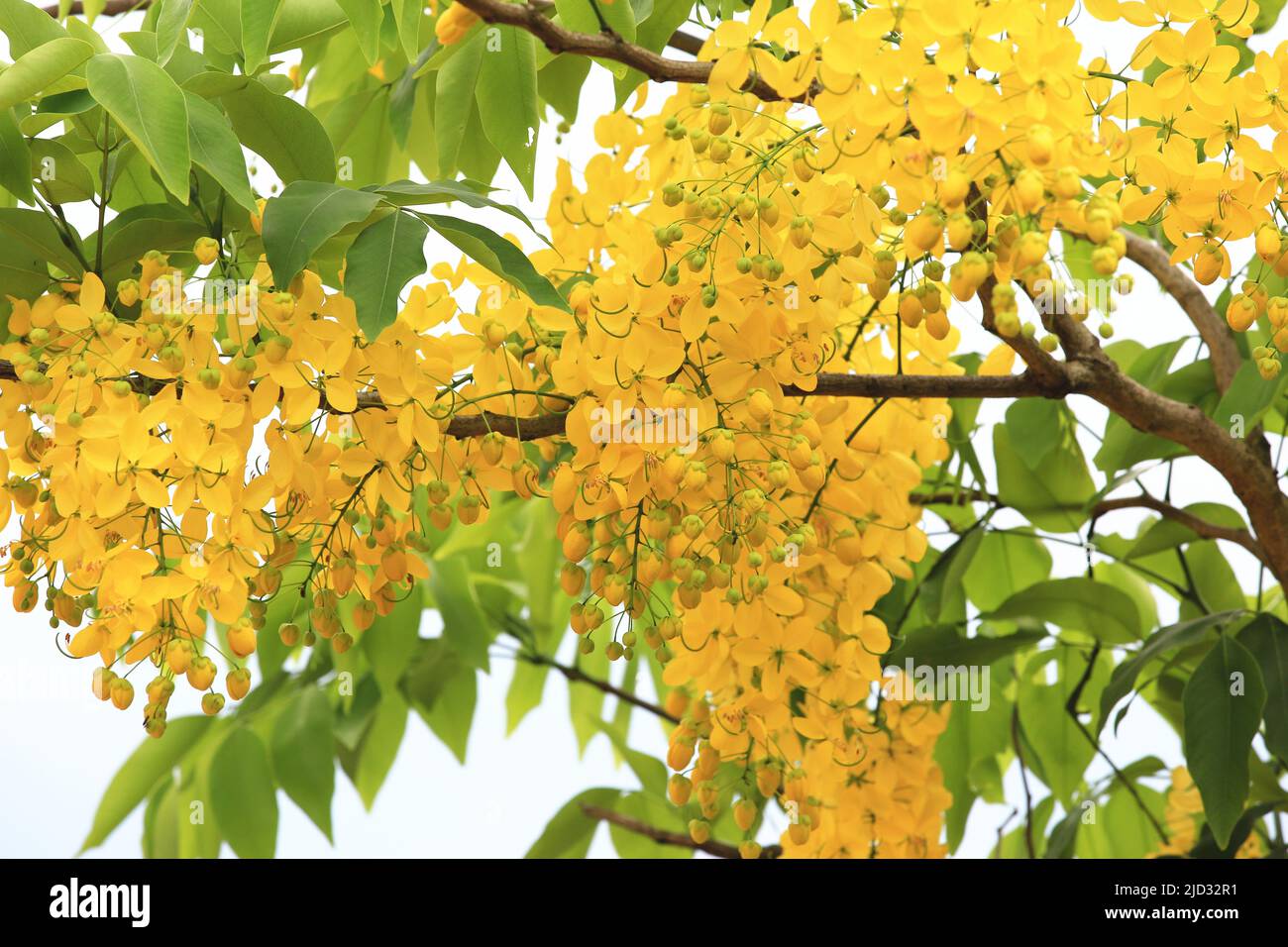 Golden shower flower hi-res stock photography and images - Page 11 - Alamy