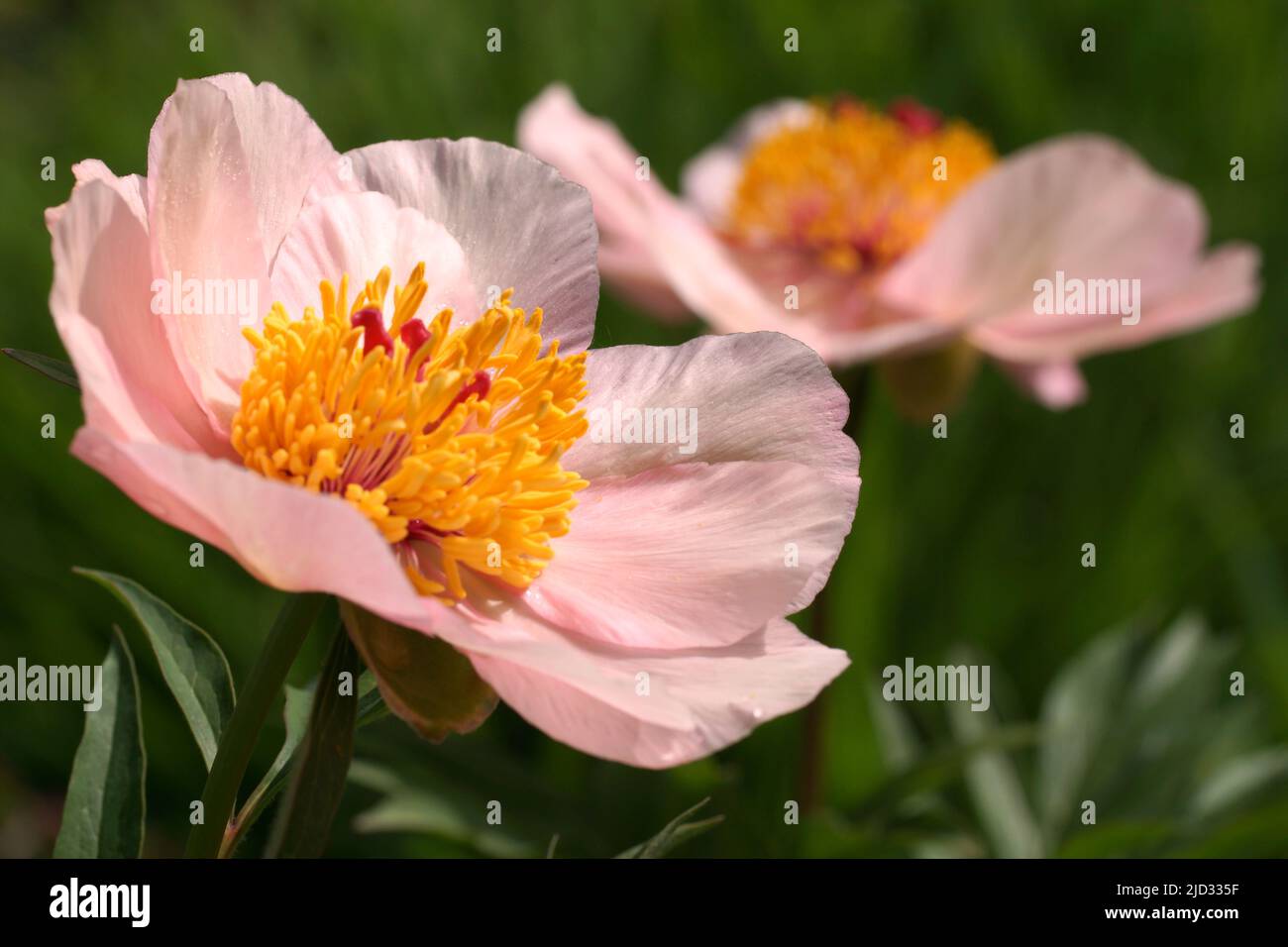 Nosegay Paeonia. Pink peony flowers. Beautiful pink peonies in the garden. Two peonies. Stock Photo