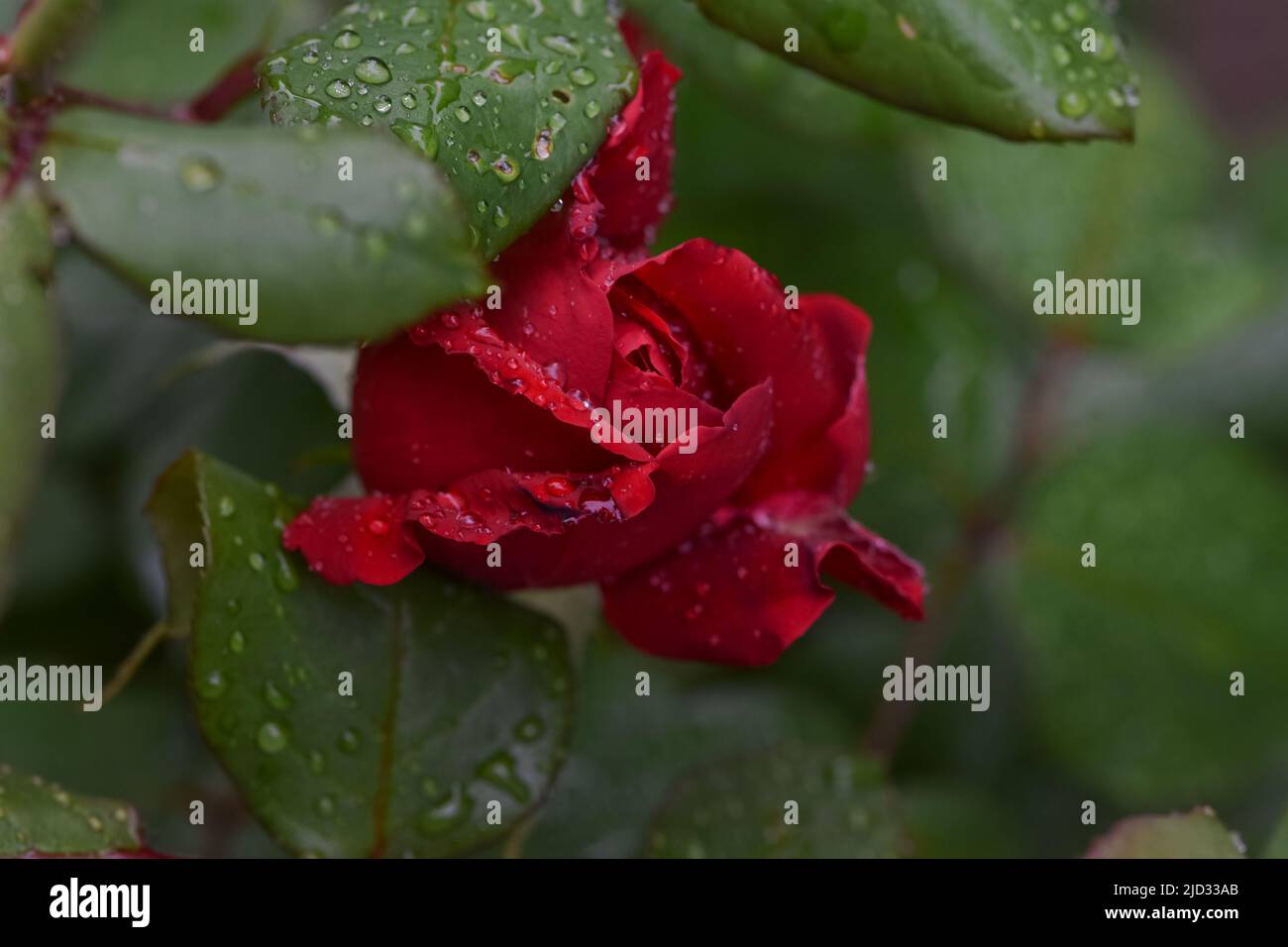 Beautiful red rose with water drops after the rain in the garden plot ...