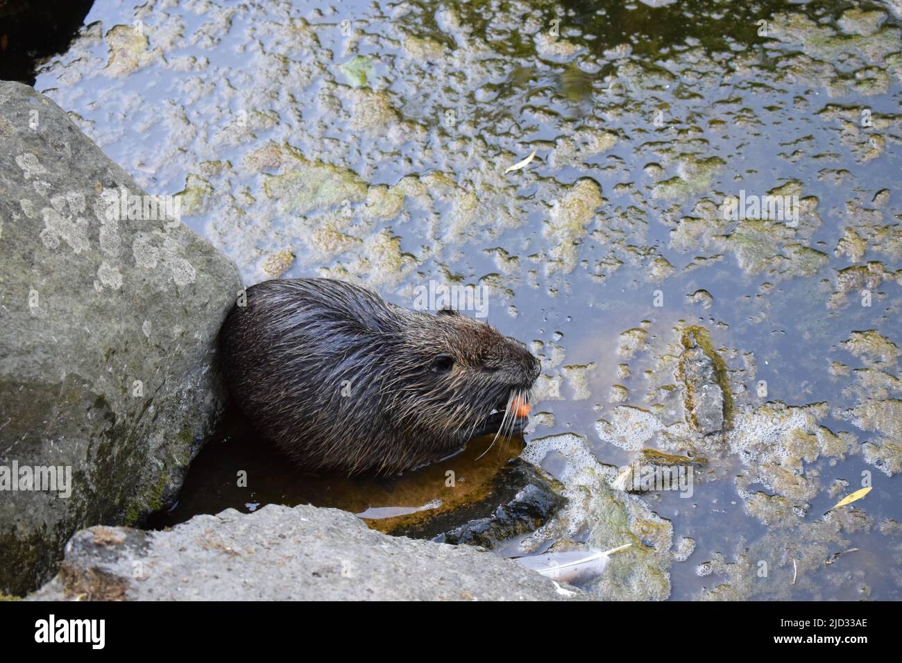 Nutria at a pond Stock Photo Alamy