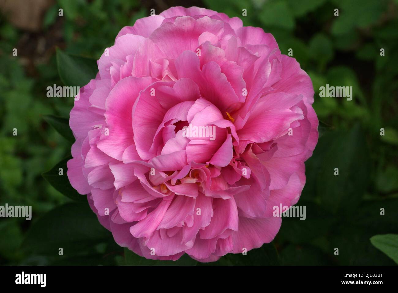 Paeonia Juliska. Double pink peony flower. Paeonia Hybride. Stock Photo
