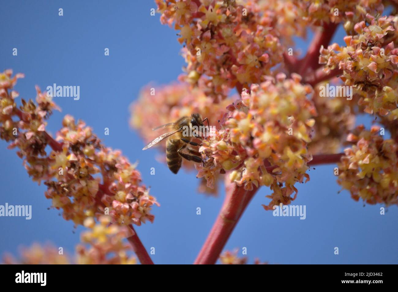 Bee in mango flowers in pollination Stock Photo Alamy